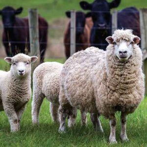 Preserving Livestock Genetic Diversity Image